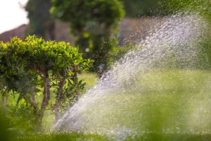 shrubs being irrigated by sprinkler in Mashpee, MA