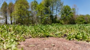 Brown and withered grass 