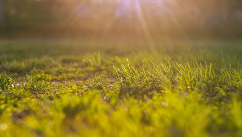 Browning grass in hot summer