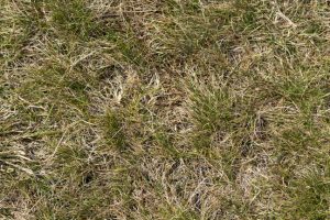 close-up view of dried, brown lawn