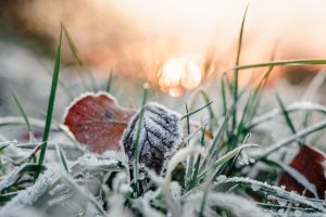A selective focus shot of several dried leaves fallen on the green grass covered with snow