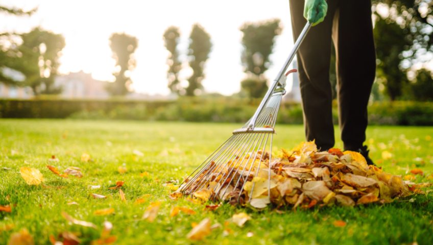 raking leaves off an autumn lawn