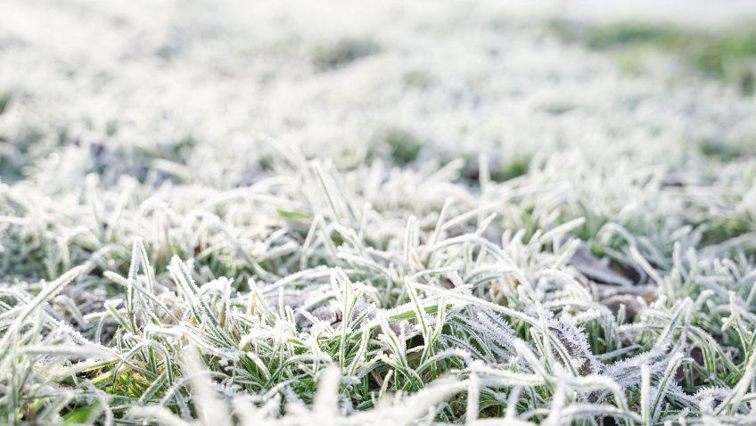 close up of grass covered in early winter frost
